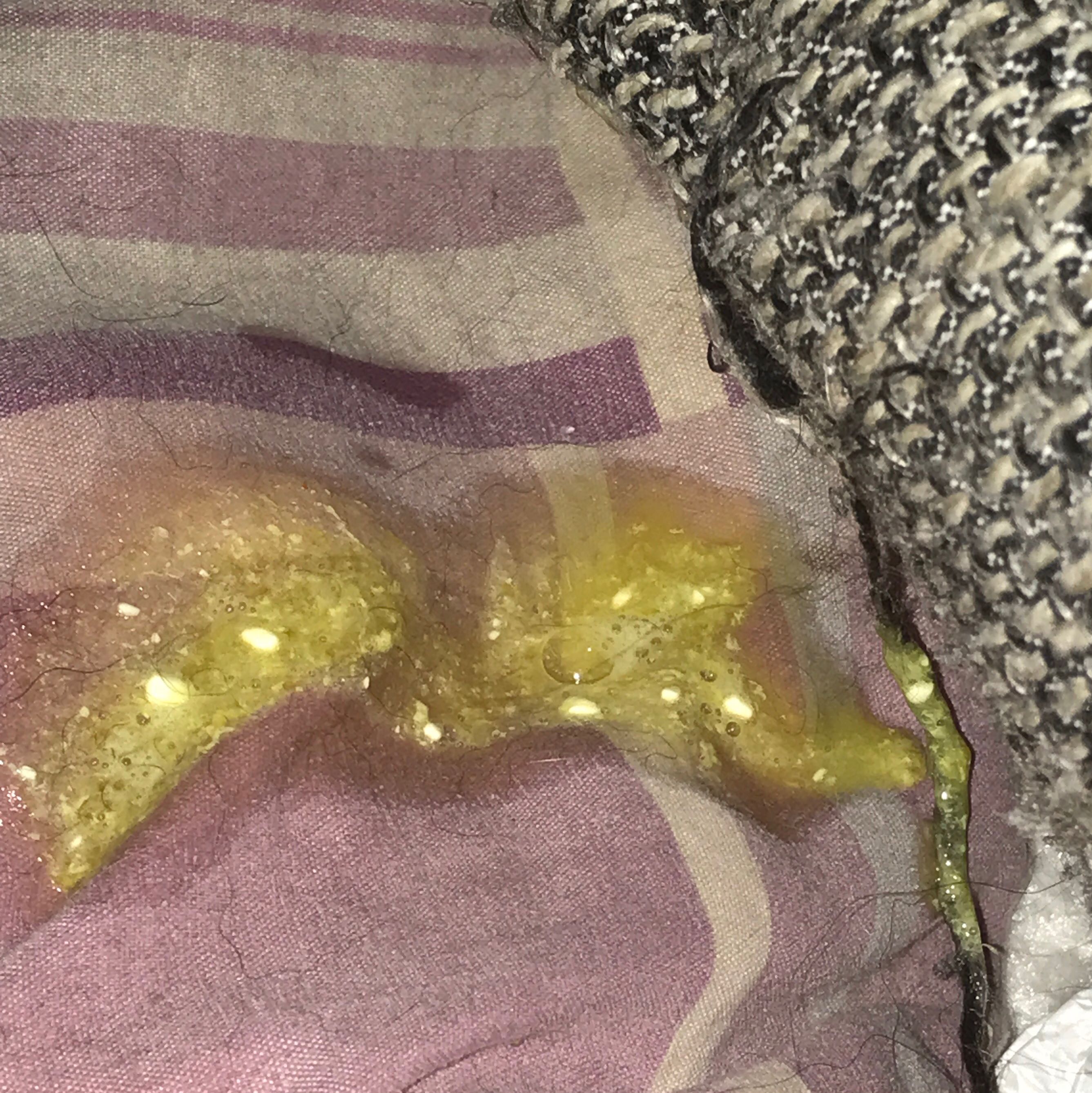 Hellbrauner Stuhlgang Hund á‘• á‘ Hundekot Das Verraten Konsistenz