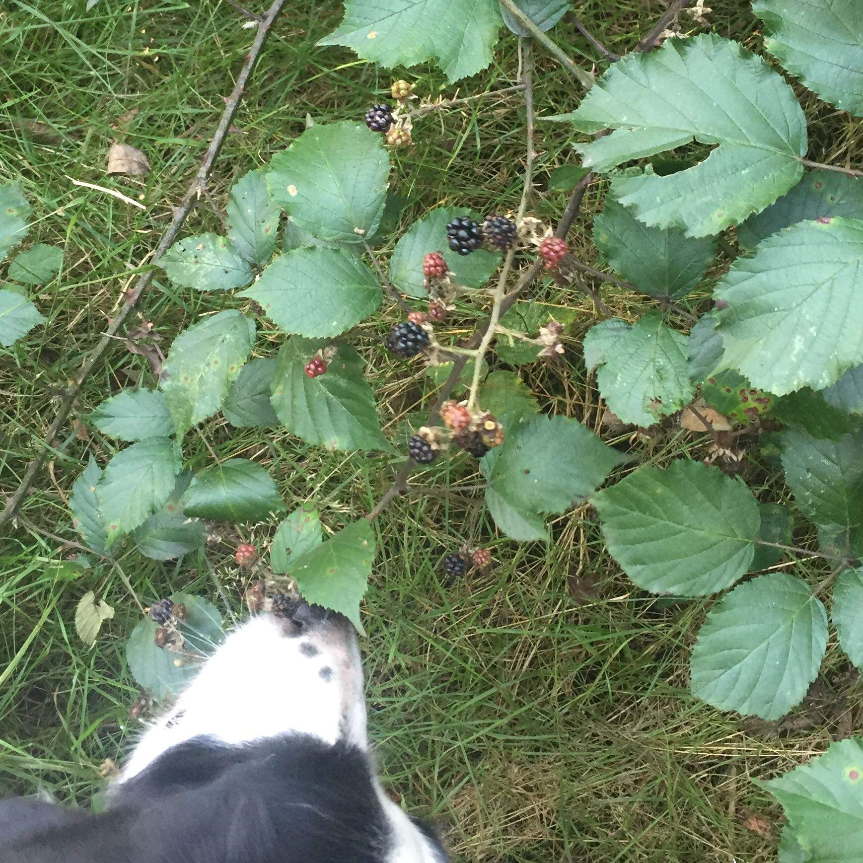 Hund frisst Beeren vom Strauch? (Natur, Obst, Früchte)