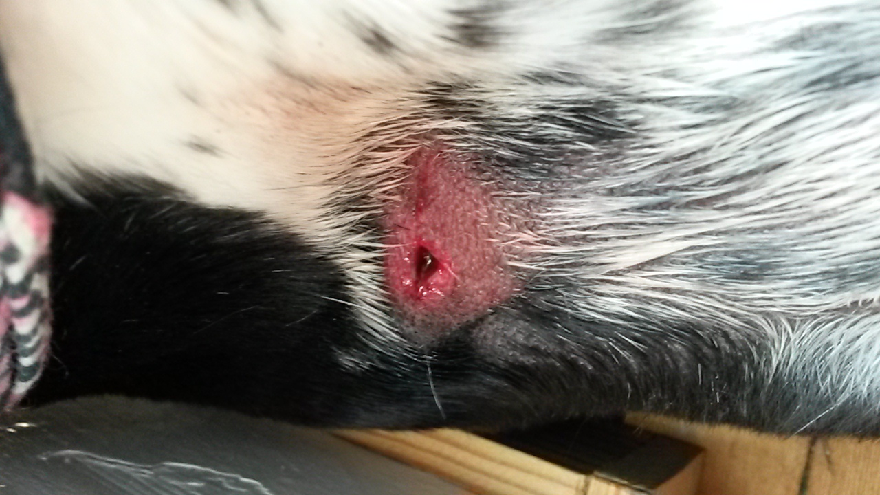 Hund gebissen worden, Rechtslage?