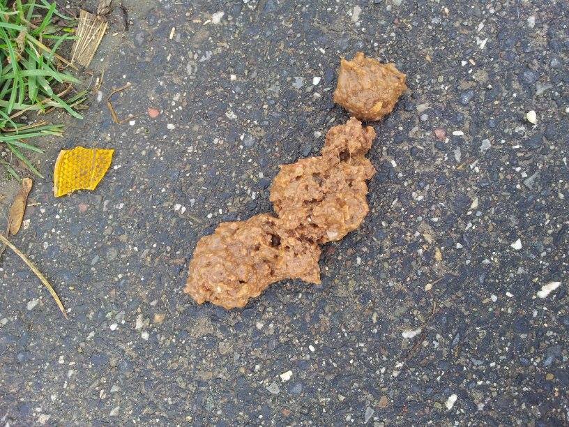 Hund gebrochen! Kot? (Erbrechen)