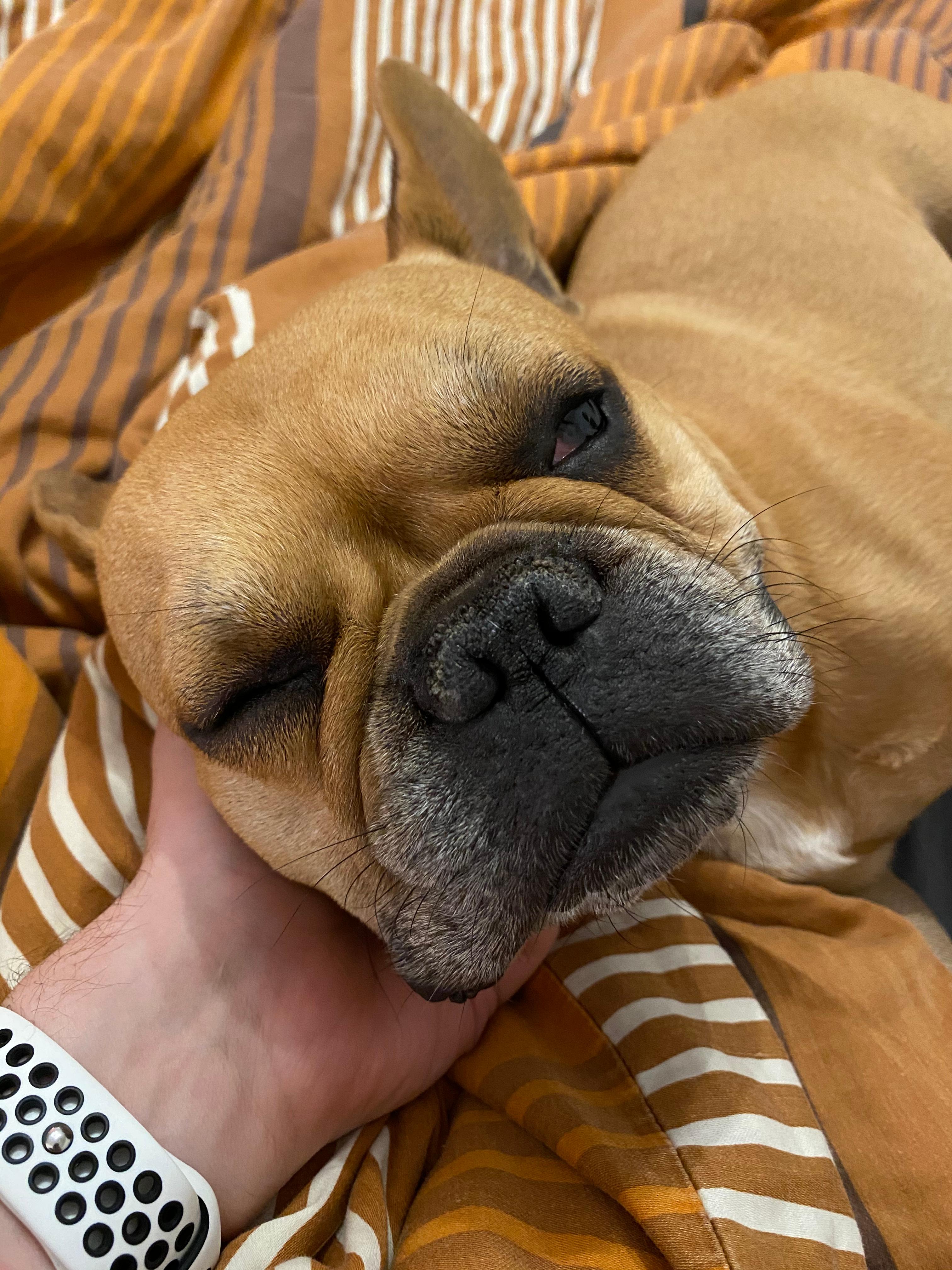 hund gehirnerschutterung gesundheit und medizin haustiere tierarzt