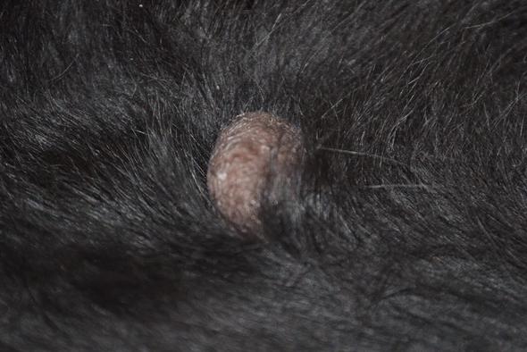 Hund Geschwür, Warze, Tumor? (Gesundheit)