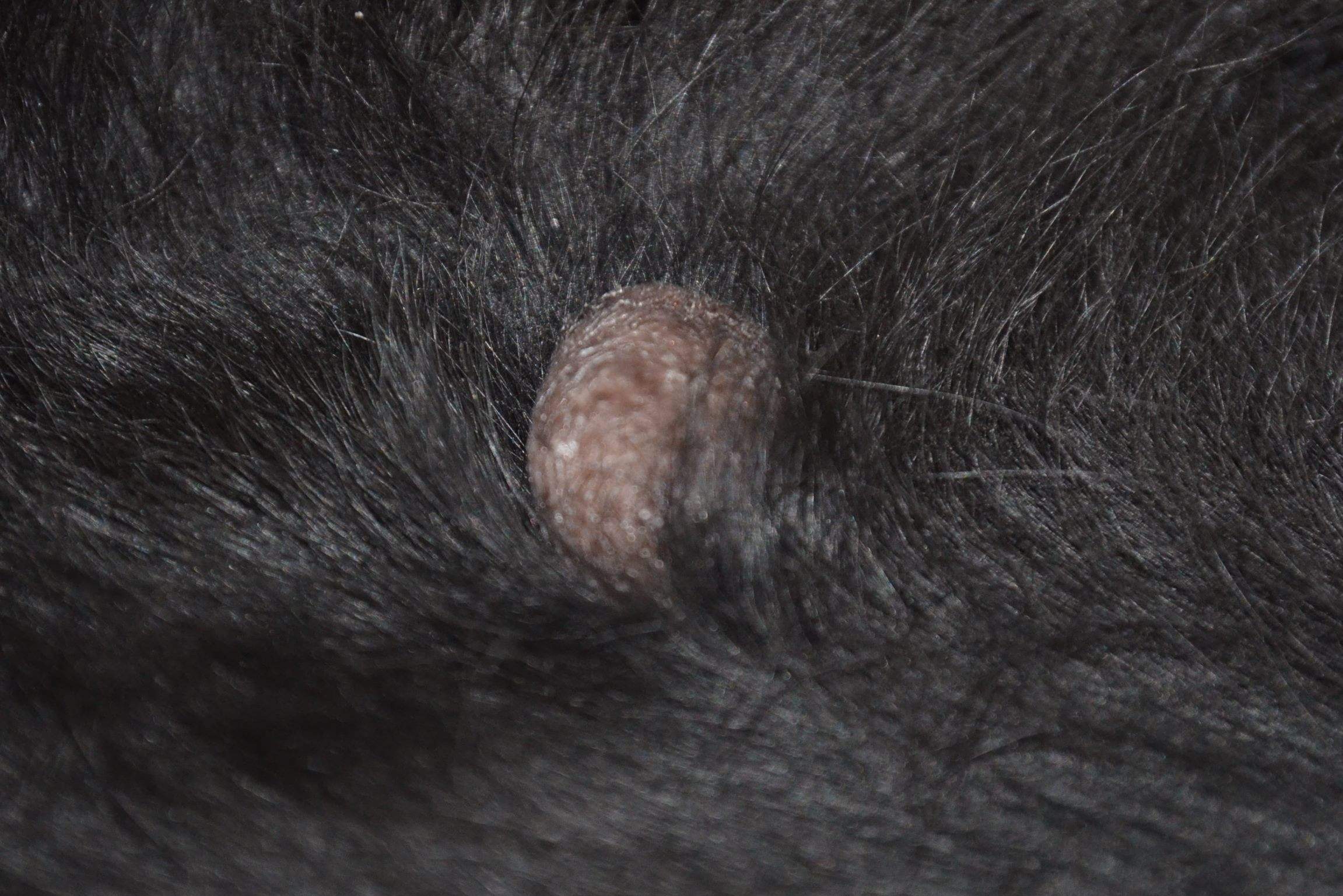 Ameise Rutschig entscheiden warzen beim hund behandeln Überleben Gemäßigt Klären Ameise Rutschig entscheiden warzen beim hund behandeln Überleben Gemäßigt Klären