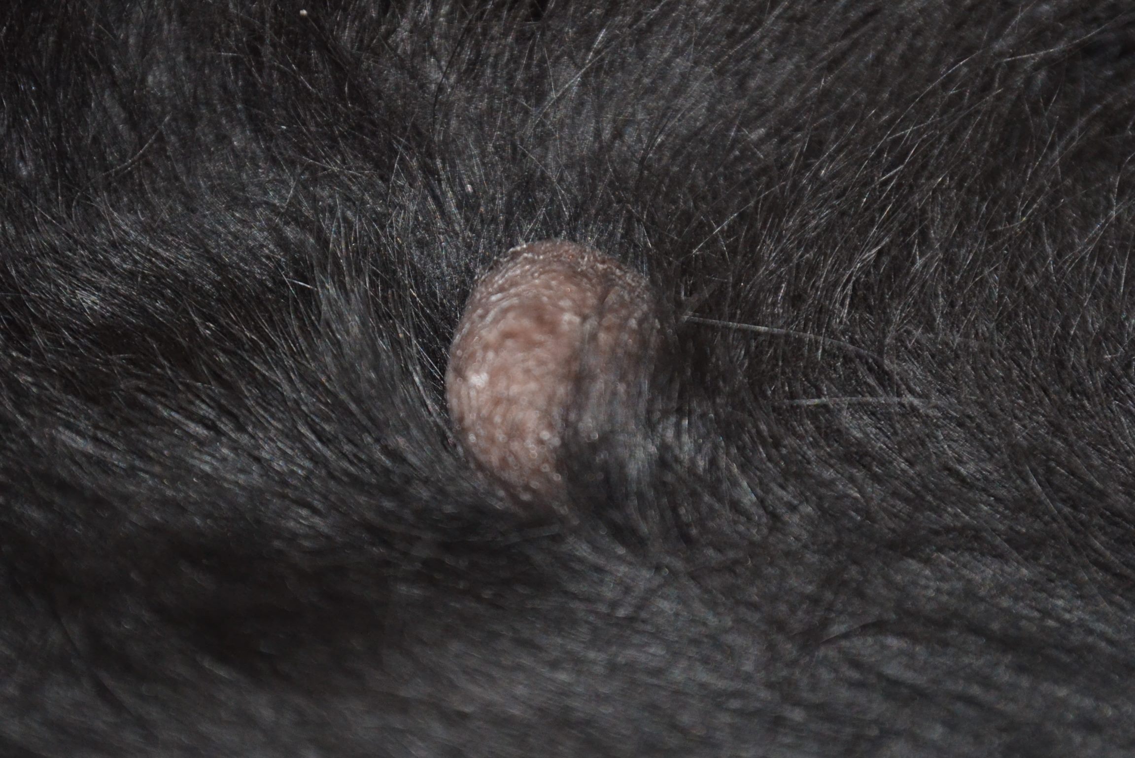 Hund Geschwür, Warze, Tumor? (Gesundheit)