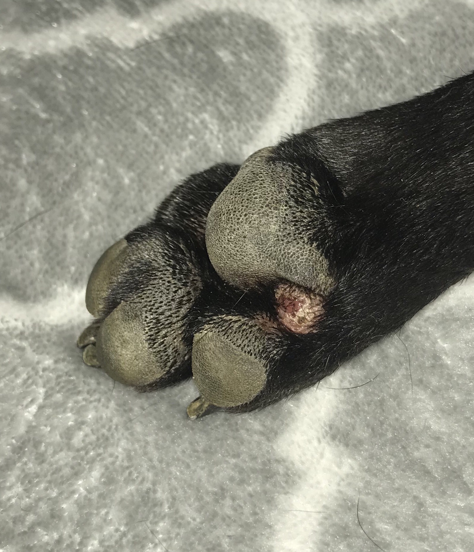 Hund, Geschwür zwischen Pfoten? Tumor? (Pfote)