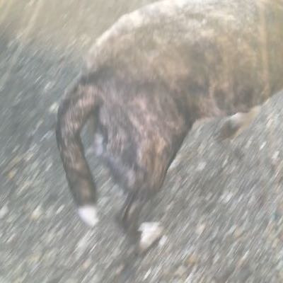hund halt rute komisch und lauft nicht mehr ordentlich hufte