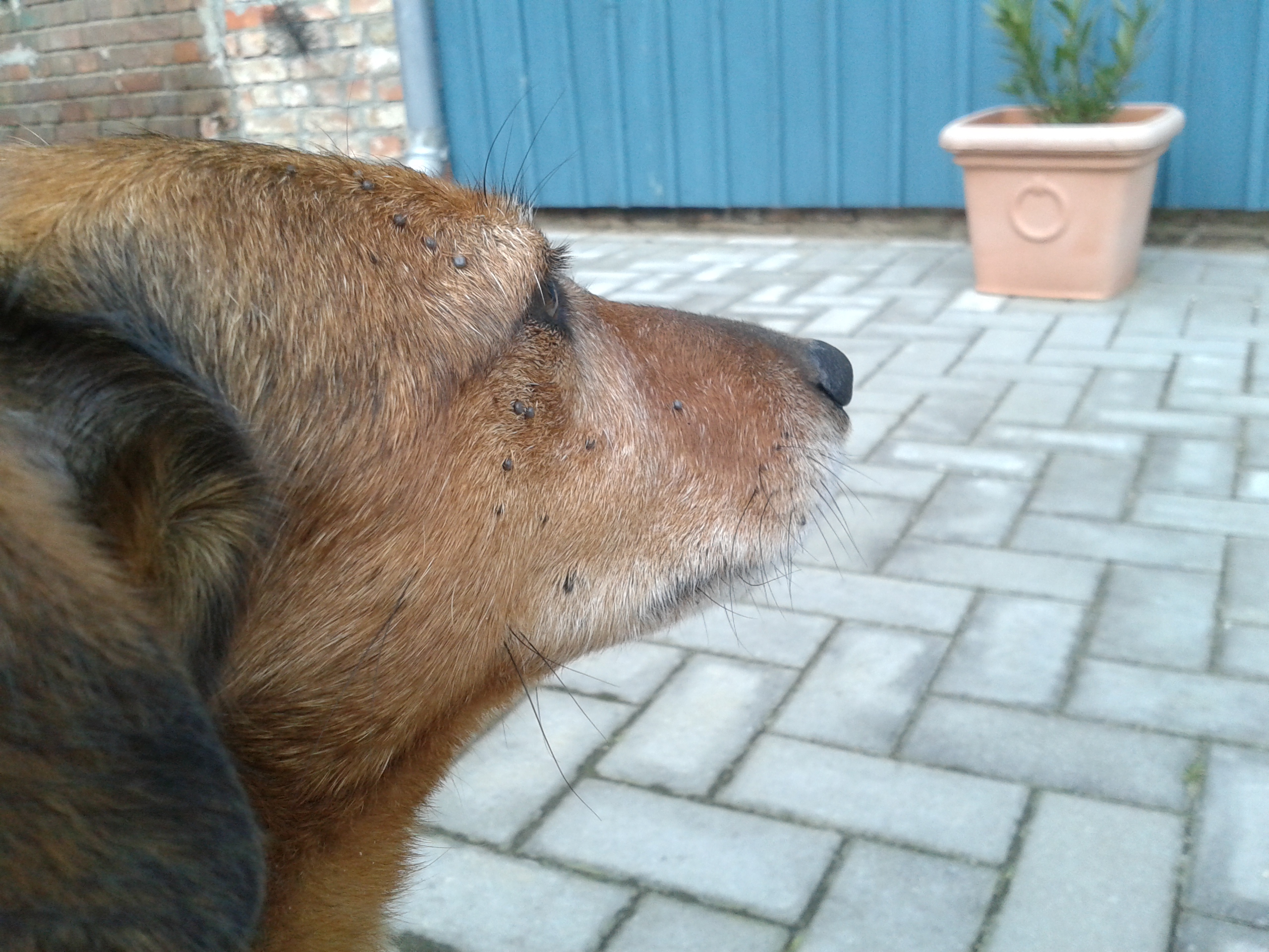 Hund hat >15 kleine Zecken am Kopf?! (+Bild) was dagegen tun? (Tiere