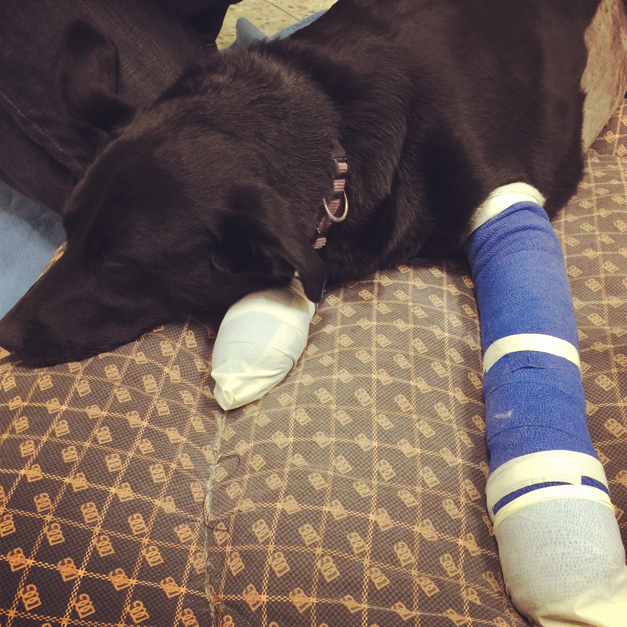 Hund hat 2 gebrochene Vorderbeine und darf nicht laufen?! (Tiere, krank