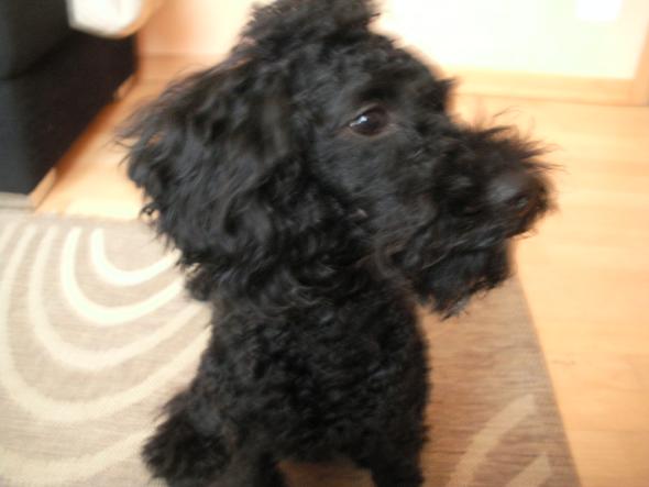 Hund hat angst vorm scheren?! (Pudel)