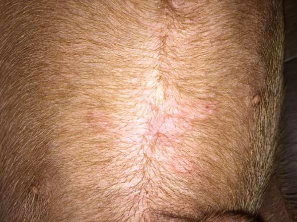 Hund Hat Ausschlag Am Intimbereich Hundehaltung Hund Hat Ausschlag Am Intimbereich Hundehaltung