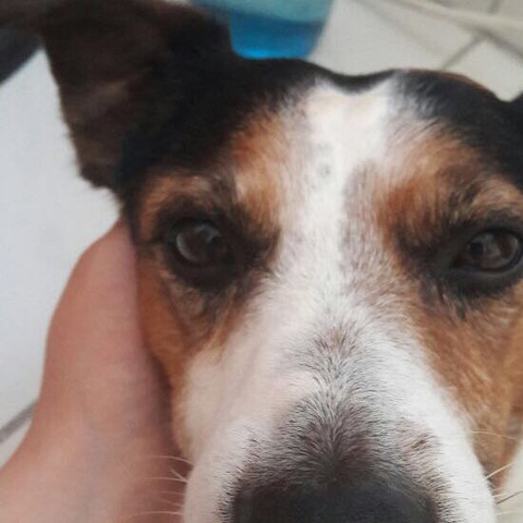 Hund Hat Beule Am Auge Hilfe Gesundheit Und Medizin Krankheit Haustiere Hund Hat Beule Am Auge Hilfe Gesundheit Und Medizin Krankheit Haustiere