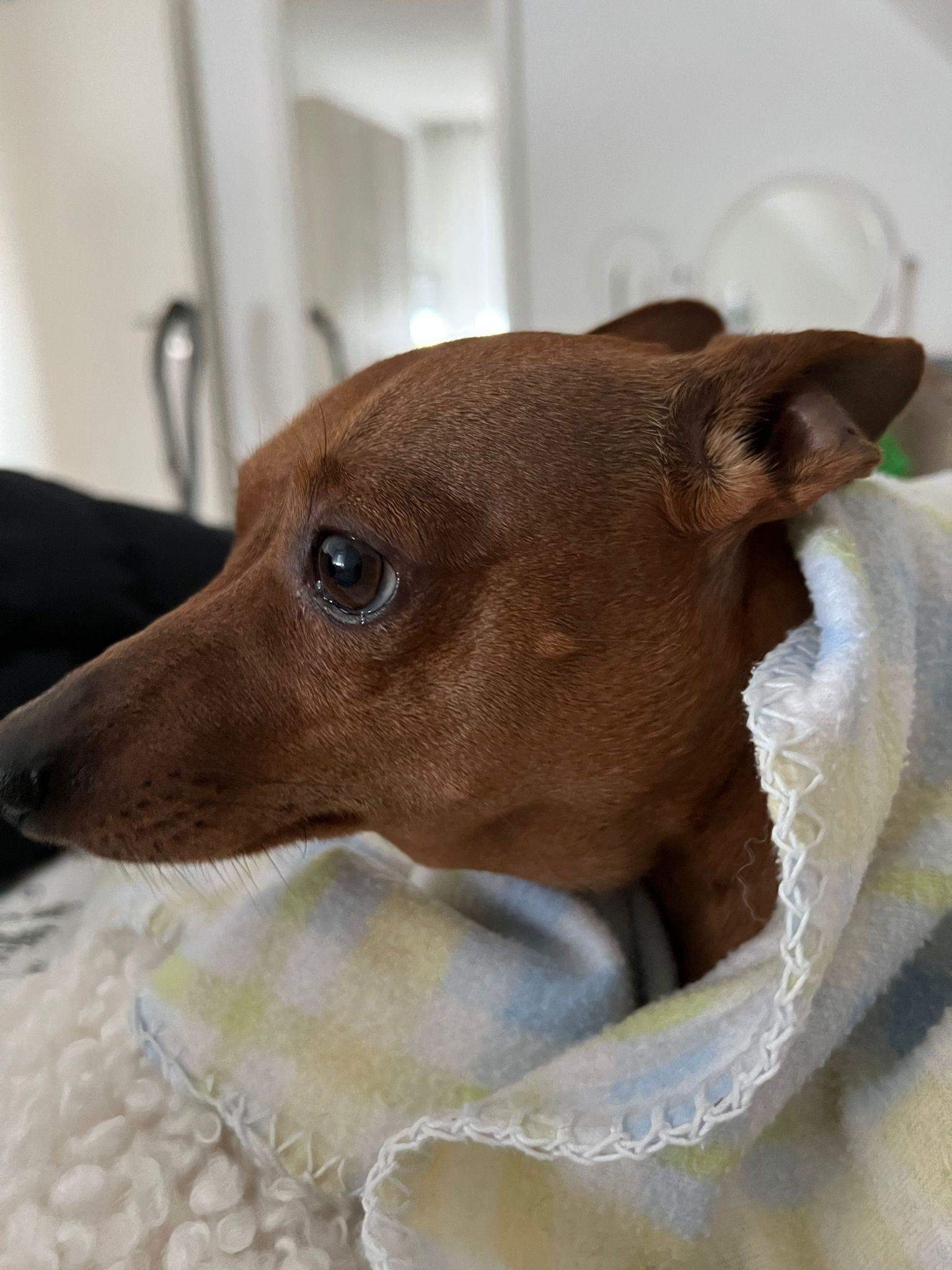 Hund hat Beule am Hals? (Tiermedizin, Abszess)