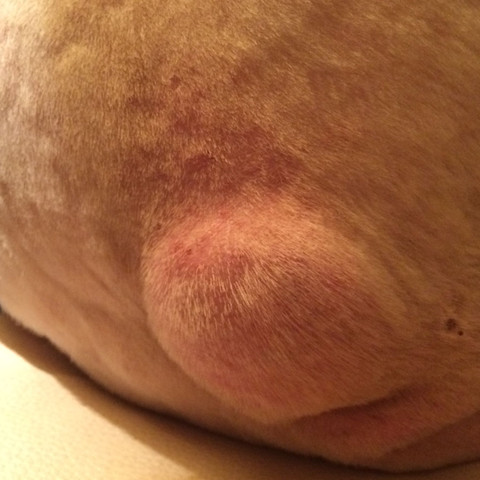 Hund Hat Beule Am Po Was Ist Das Hund Hat Beule Am Po Was Ist Das