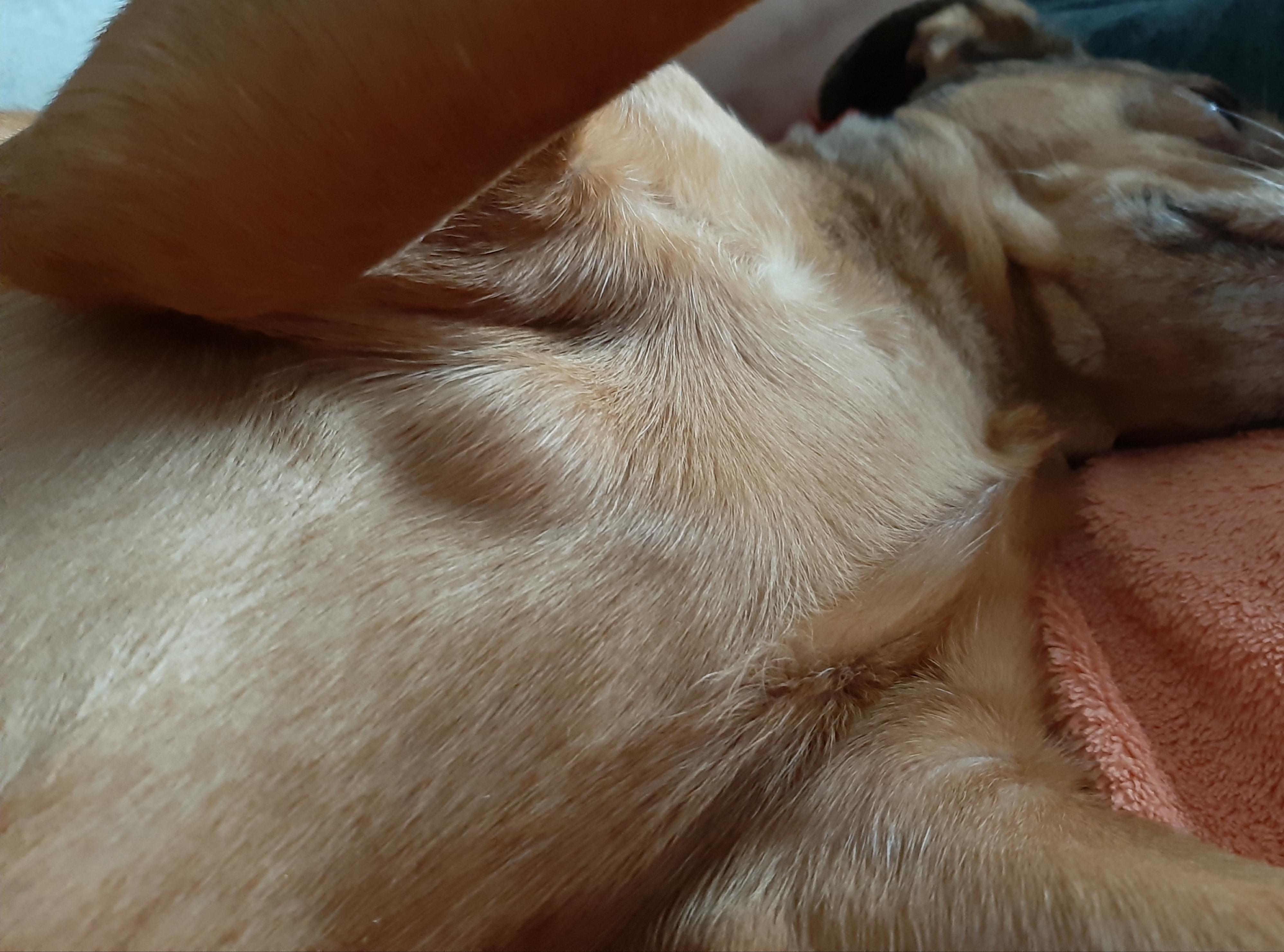 Hund hat Beule an Brust! Gefährlich?
