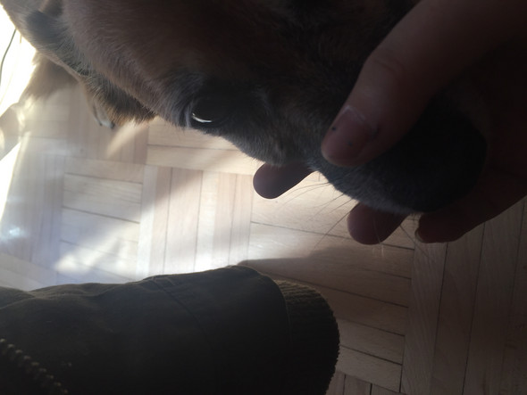 Hund hat Beule an der Wange ist das gefährlich? (Tumor)