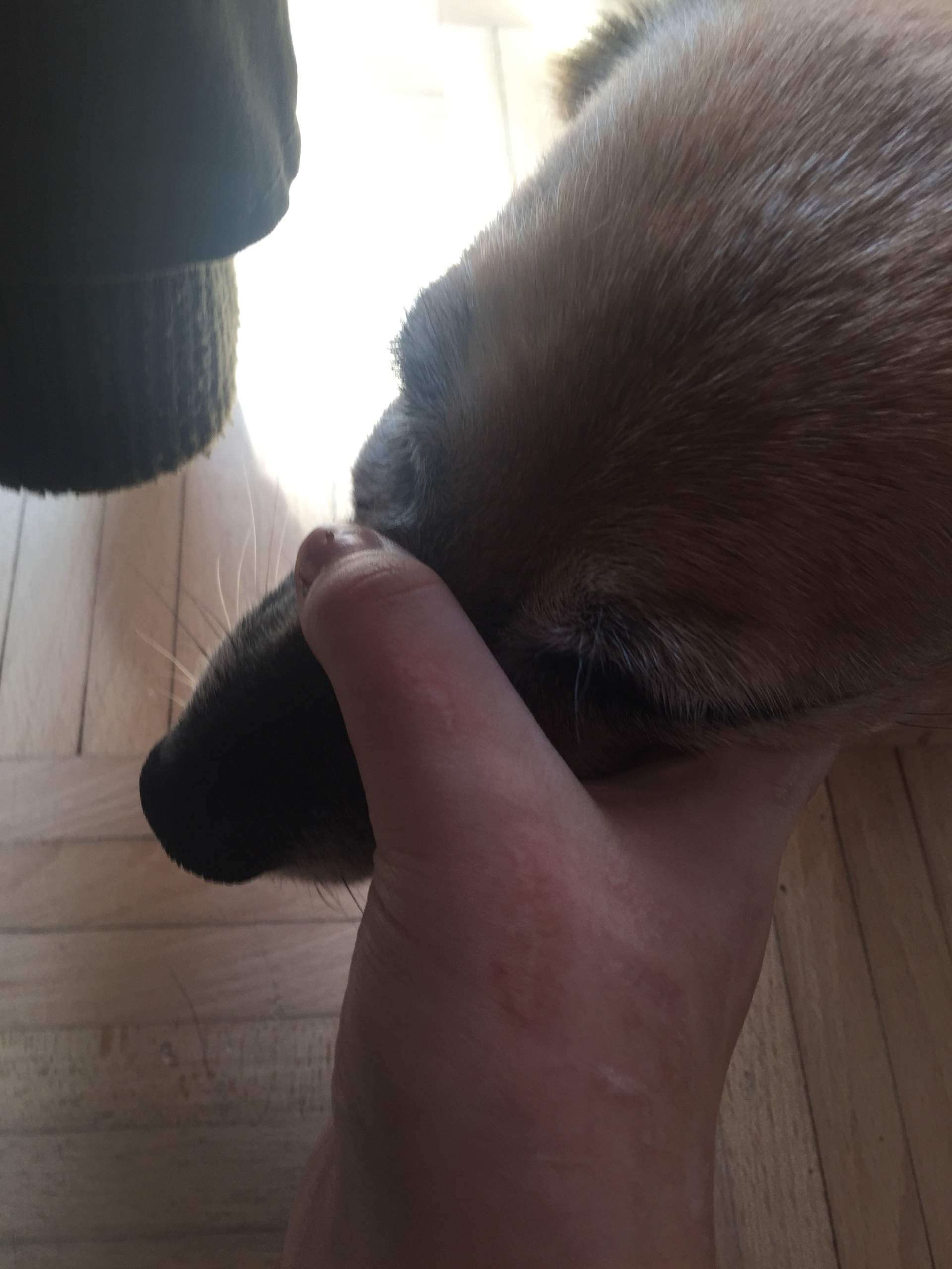 Hund hat Beule an der Wange ist das gefährlich? (Tumor)