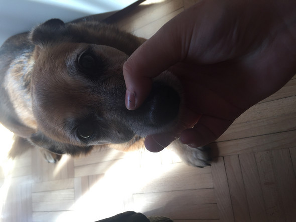 Hund hat Beule an der Wange ist das gefährlich? (Tumor)