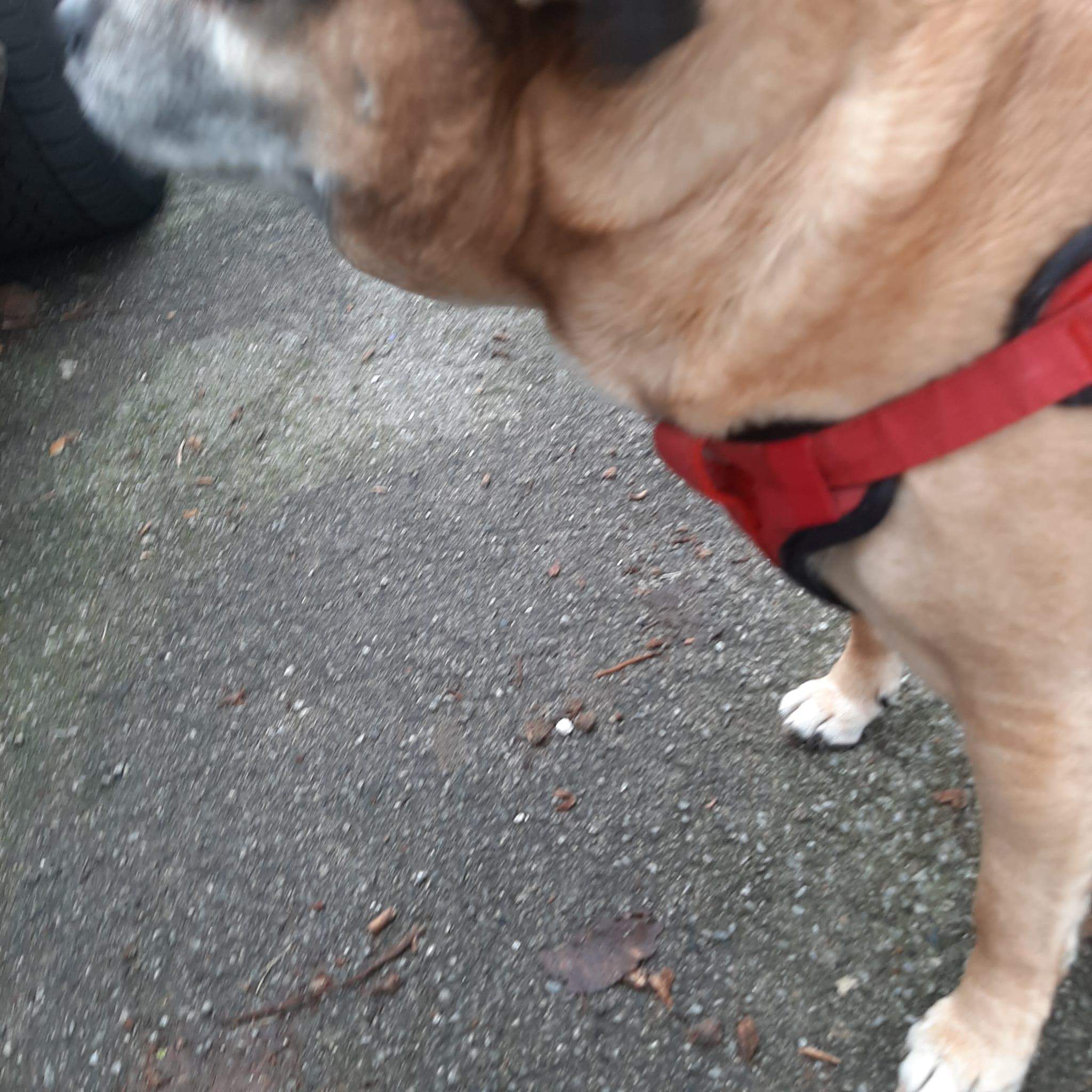Hund hat Beule unterm Kiefer. Was ist das? (Gesundheit, Haustiere, Tierarzt) Hund hat Beule unterm Kiefer. Was ist das? (Gesundheit, Haustiere, Tierarzt)