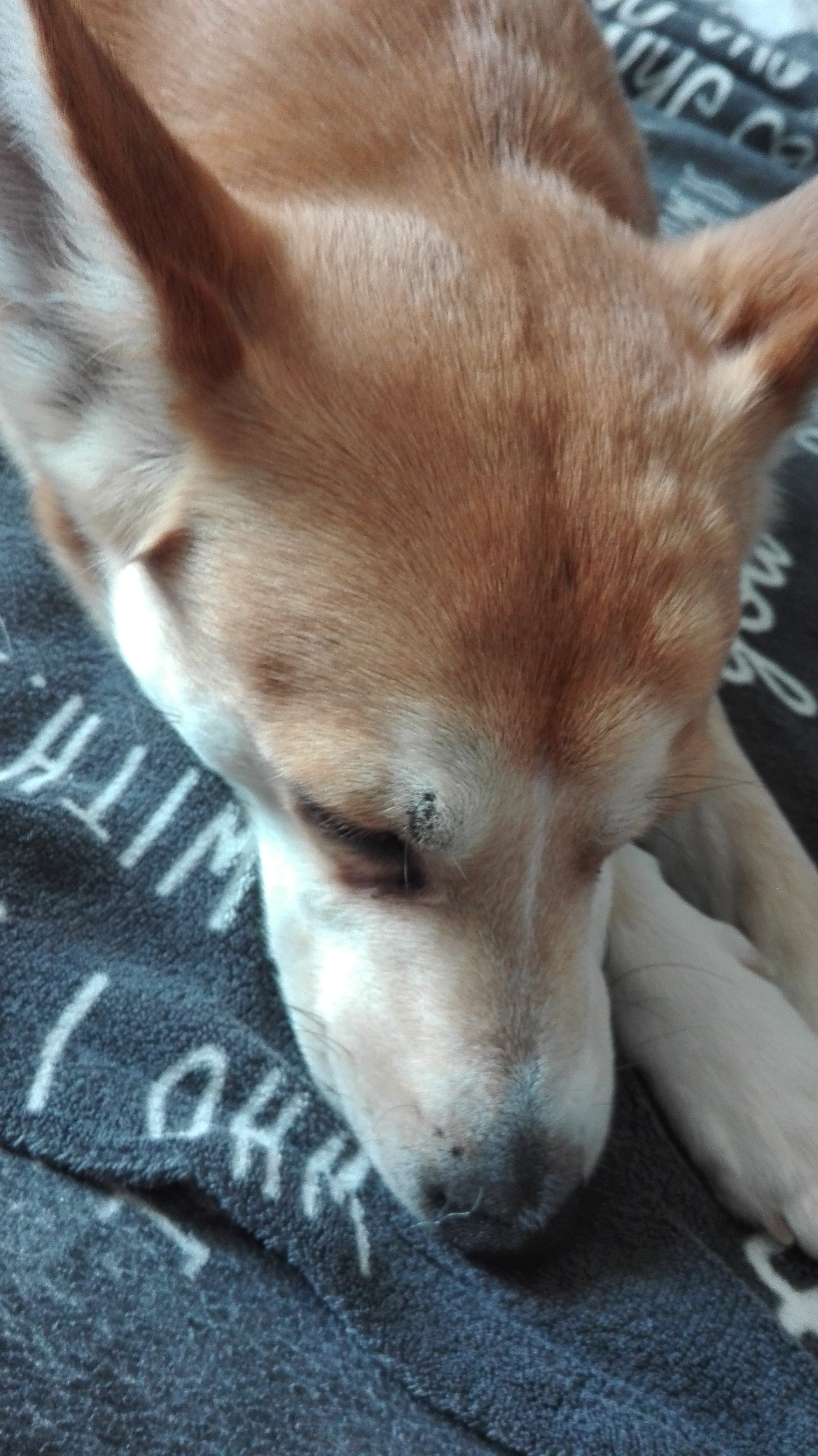 Hund hat Beulen am Kopf? (Tiere, Tiermedizin, Veterinärmedizin)