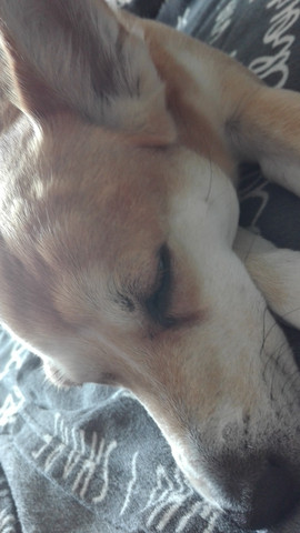 hund hat beulen am kopf tiere tiermedizin veterinarmedizin