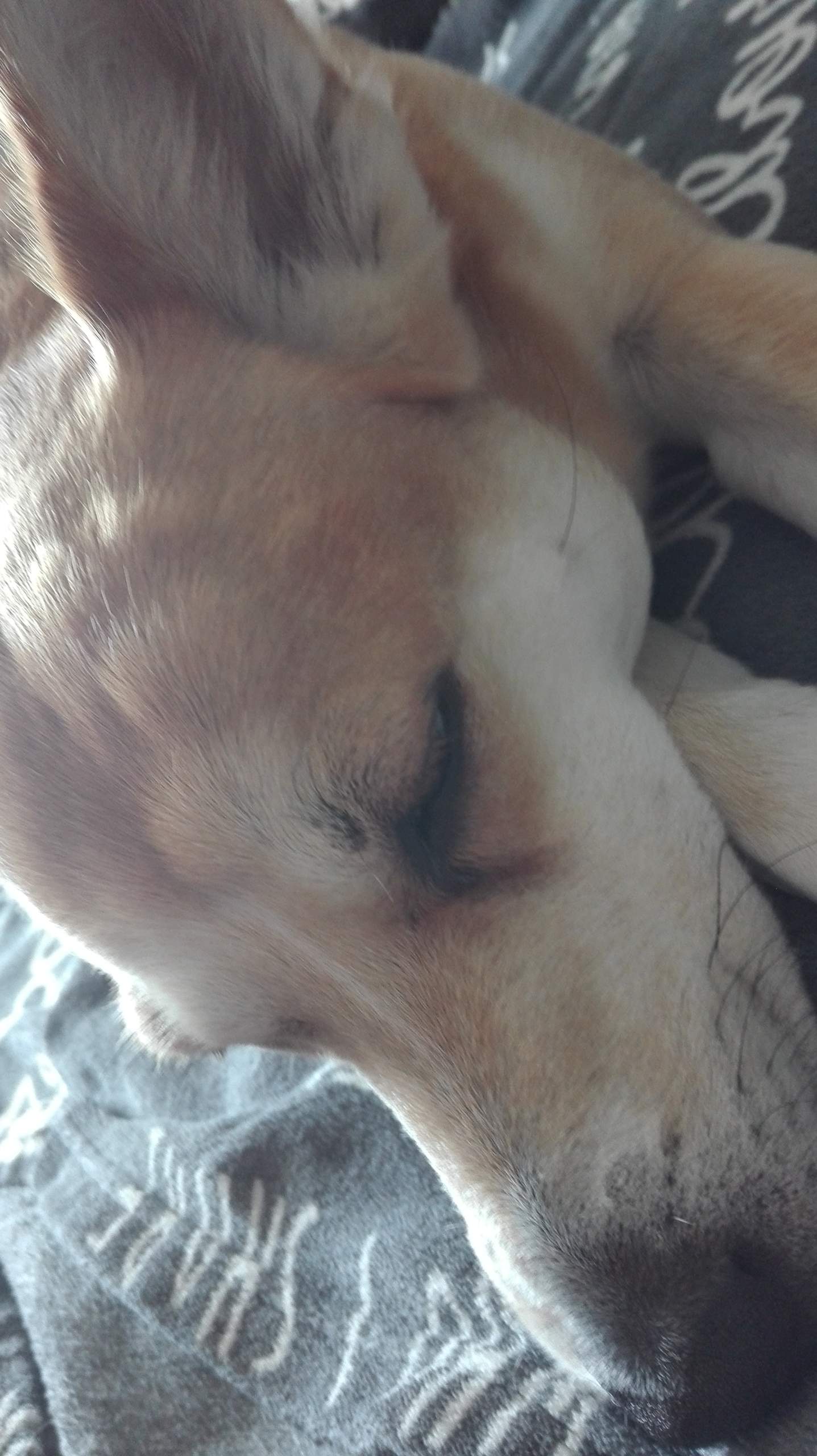 Hund hat Beulen am Kopf? (Tiere, Tiermedizin, Veterinärmedizin)