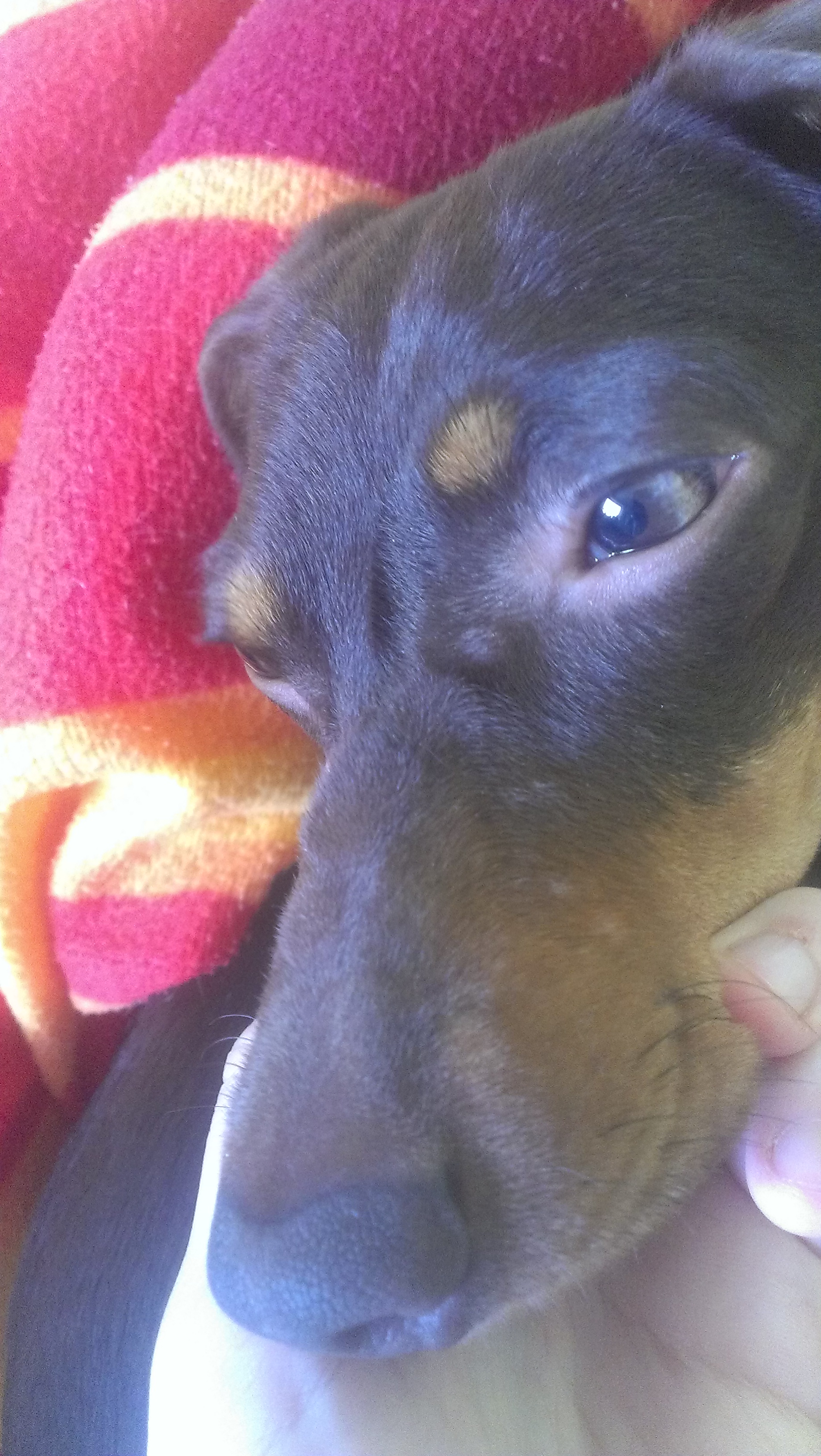 Hund hat Beulen auf der Schnautze (mit Bild).. was ist das? (Beule)
