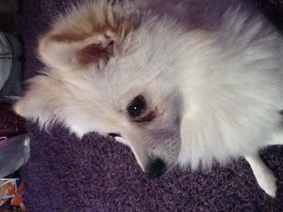 hund hat tränende augen