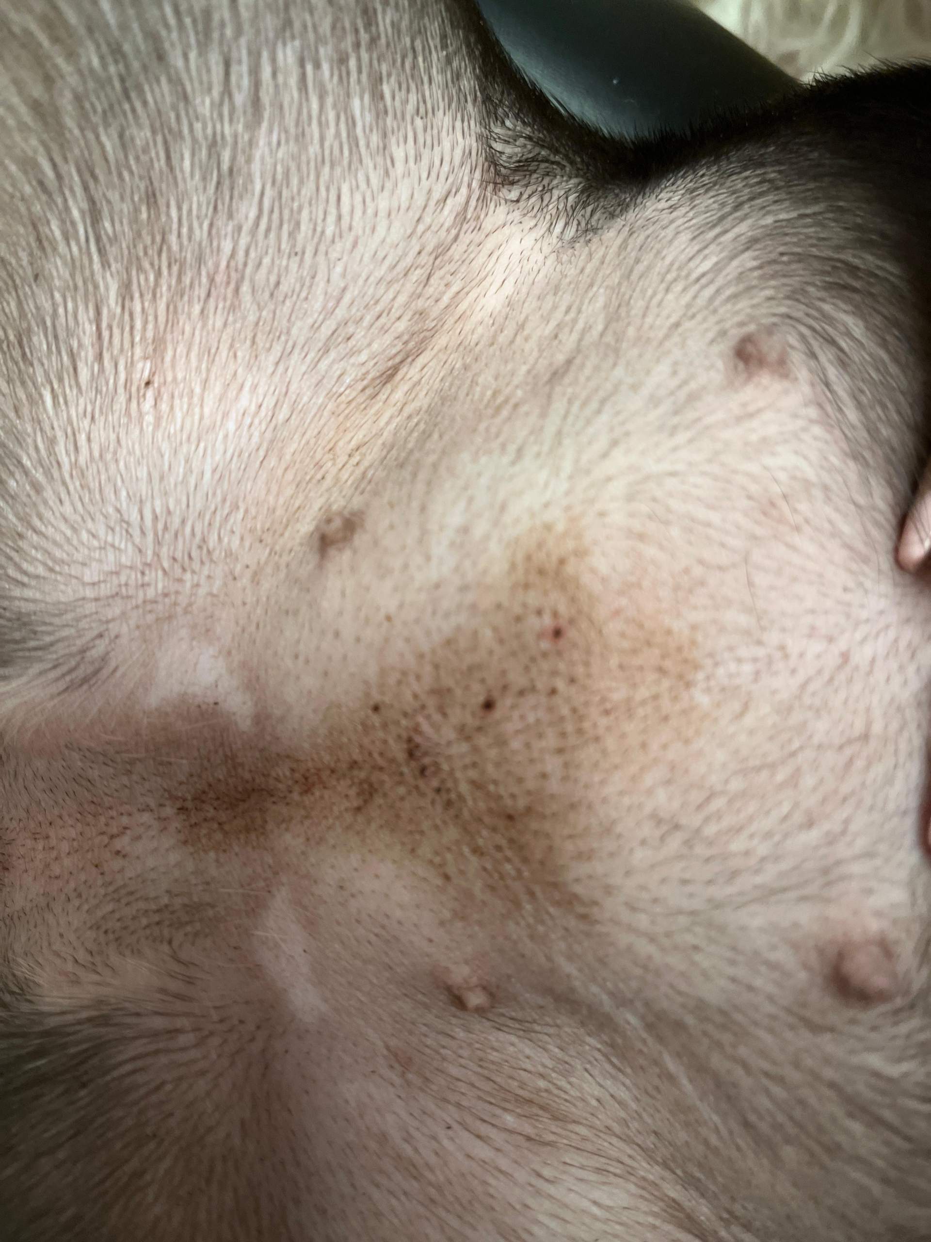 Hund hat braunen fleck am bauch? (hundewelpen)