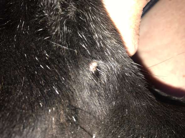 hund hat das an der schnauze was konnte das sein tiere tierarzt zecken