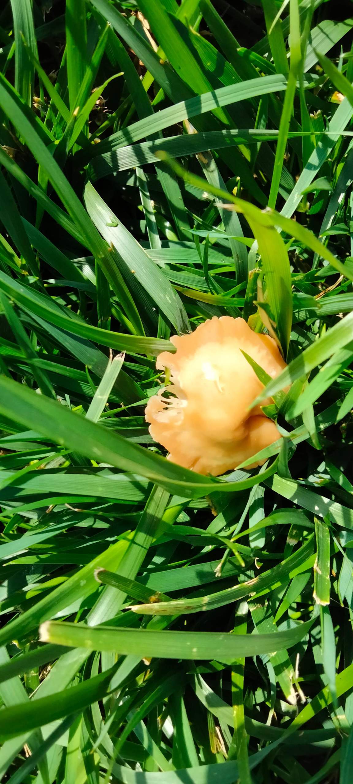 Hund hat diesen Pilz gefressen? (Pilze)