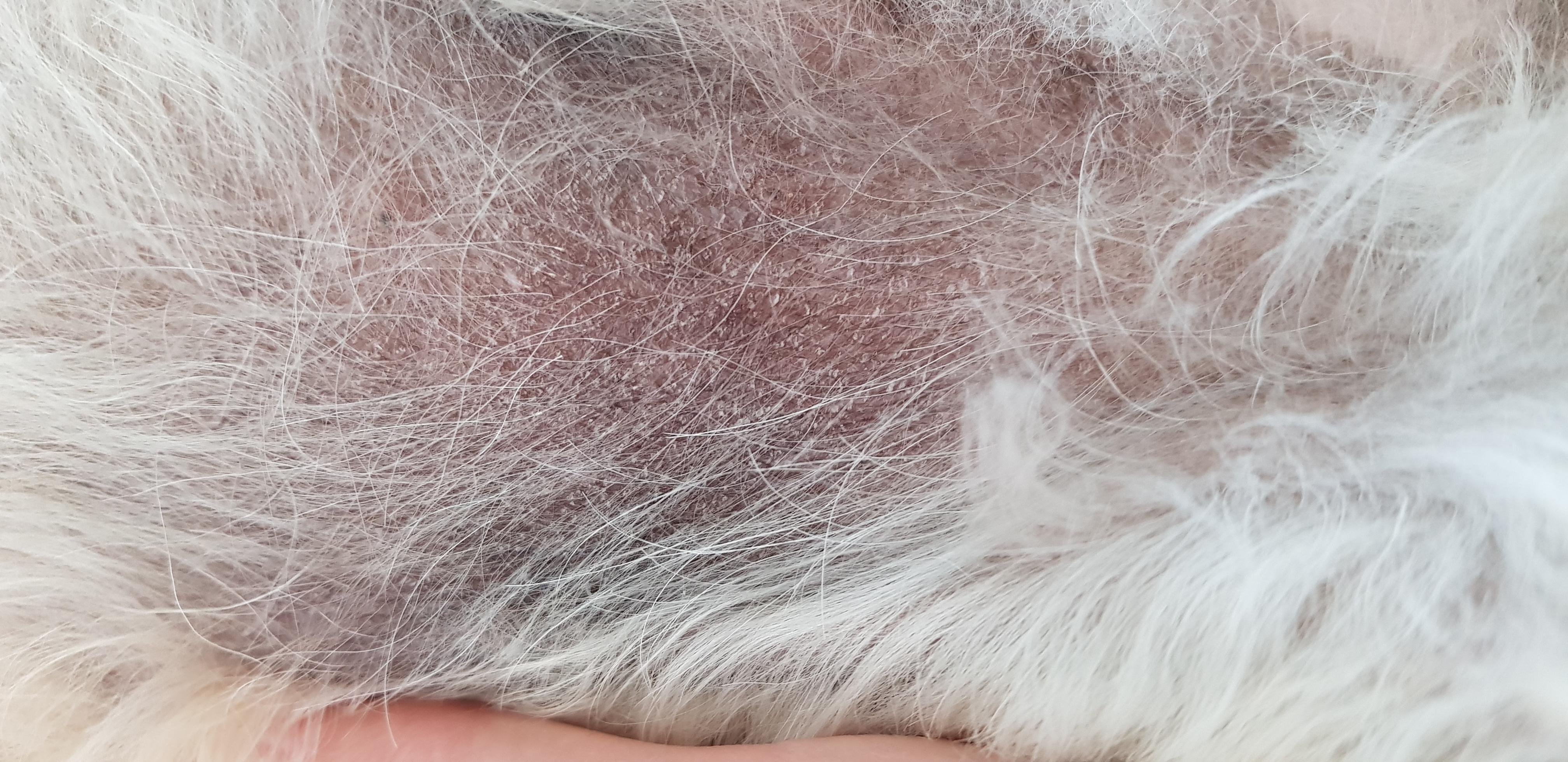 hund hat dunkle schuppige haut am bauch woran kann das liegen gesundheit und medizin