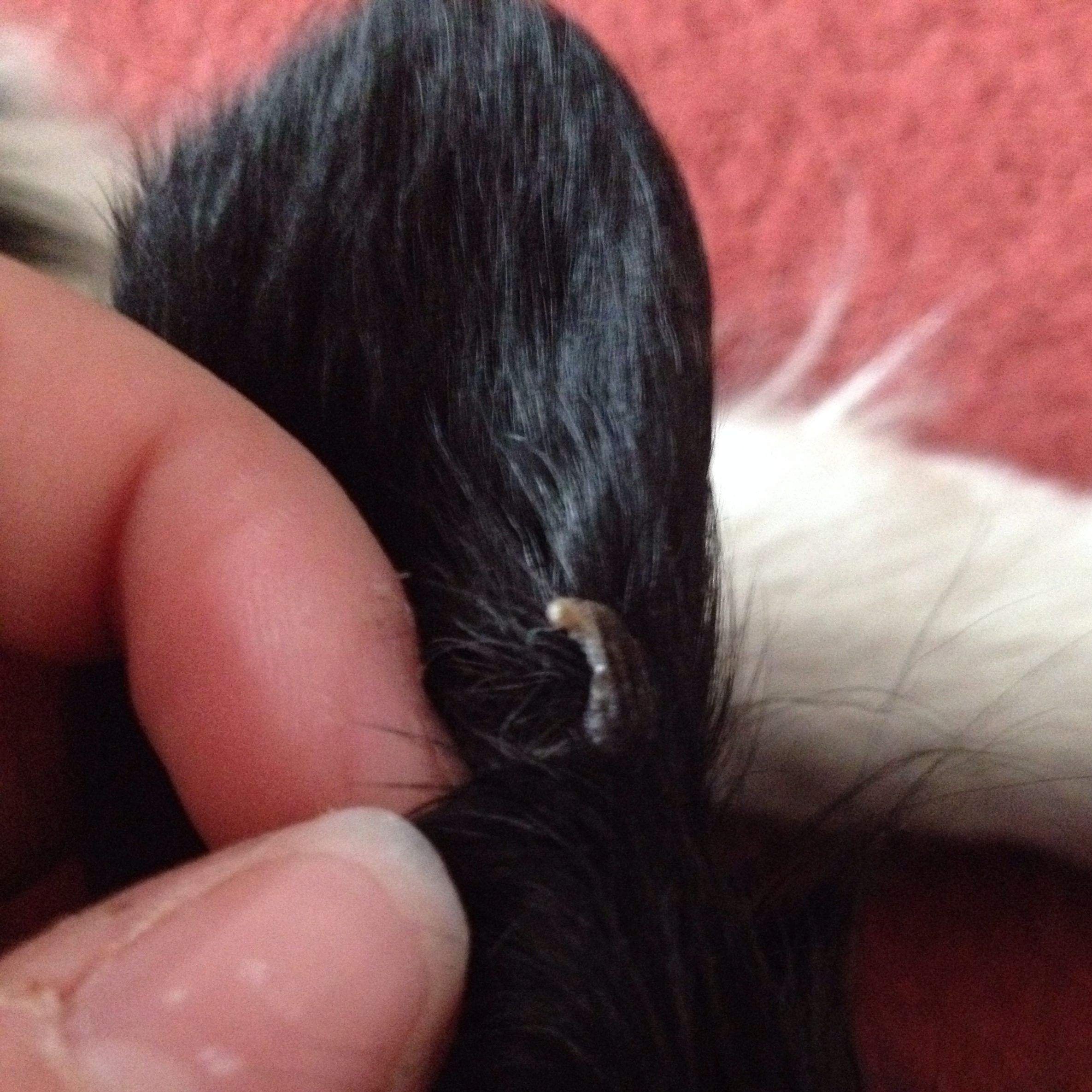 Hund hat ein Ding am Ohr