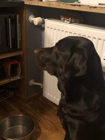 Hund Hat Eine Art Rausstehende Kugel Am Hals Gesundheit Und Medizin Tierarzt Hund Hat Eine Art Rausstehende Kugel Am Hals Gesundheit Und Medizin Tierarzt