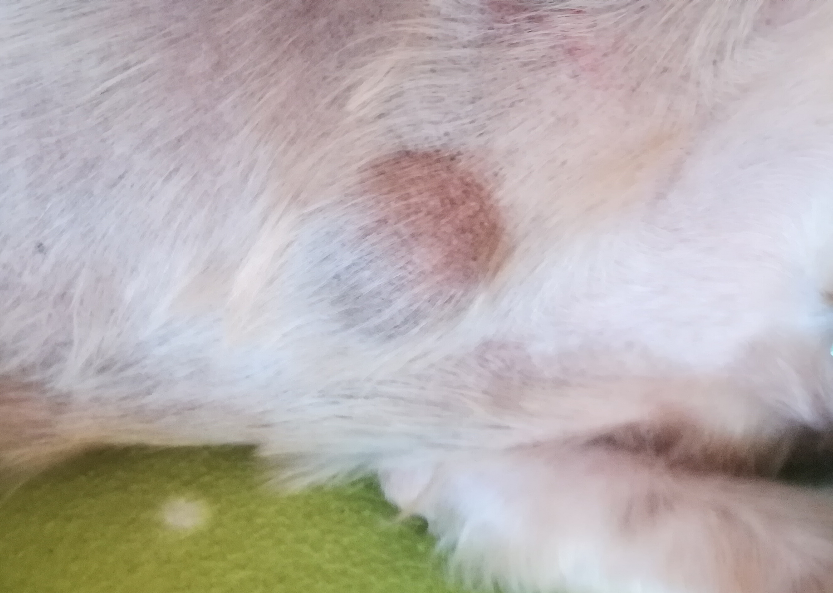 Hund hat eine Beule. Was kann es sein? (Tiere, Tierarzt, Tiermedizin)