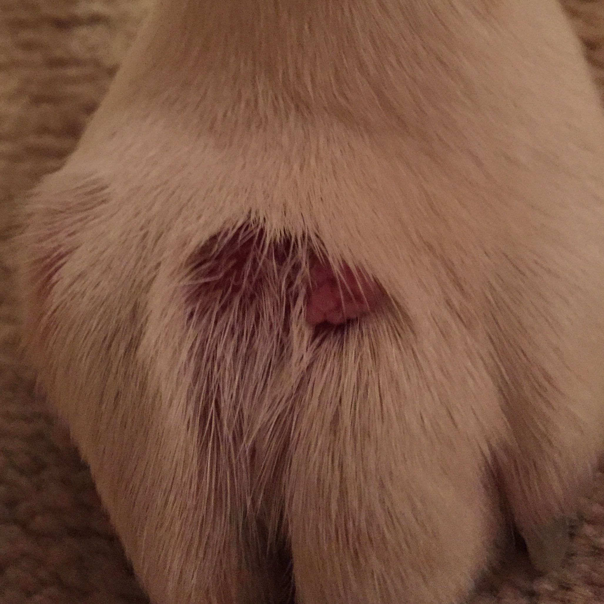 Hund hat eine rote Warze…HILFE (Schmerzen, Krebs, Tierarzt)