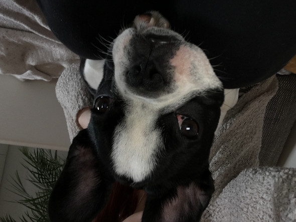 Hund hat einen Fleck im dritten Augenlid? (Krankheit, Augen, Tierarzt)