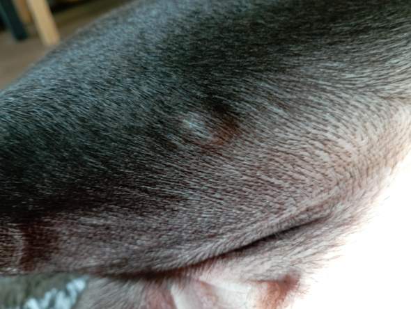 Hund hat einen verschiebbaren knubbel? (Gesundheit, Tiere, Tierarzt)
