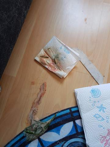 hund hat erbrochen blut krank erbrechen