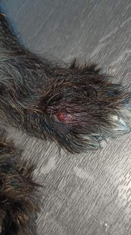 hund hat etwas auf seine pfote tiere haustiere