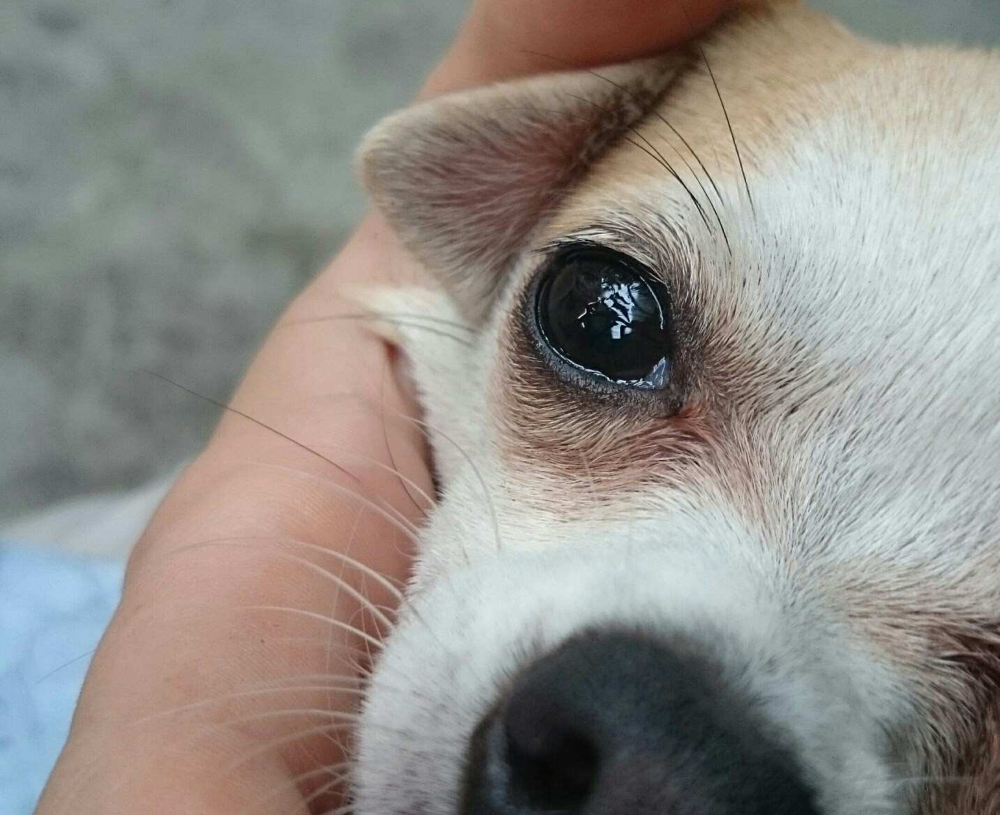 Hund hat etwas im Auge? Weiß jemand Rat? (Augen, Verletzung, Chihuahua)