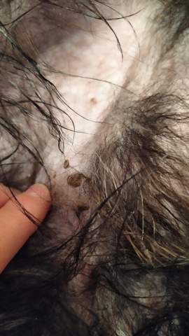 hund hat etwas komisches an seinen penis bereich tiere tierarzt hundeerziehung