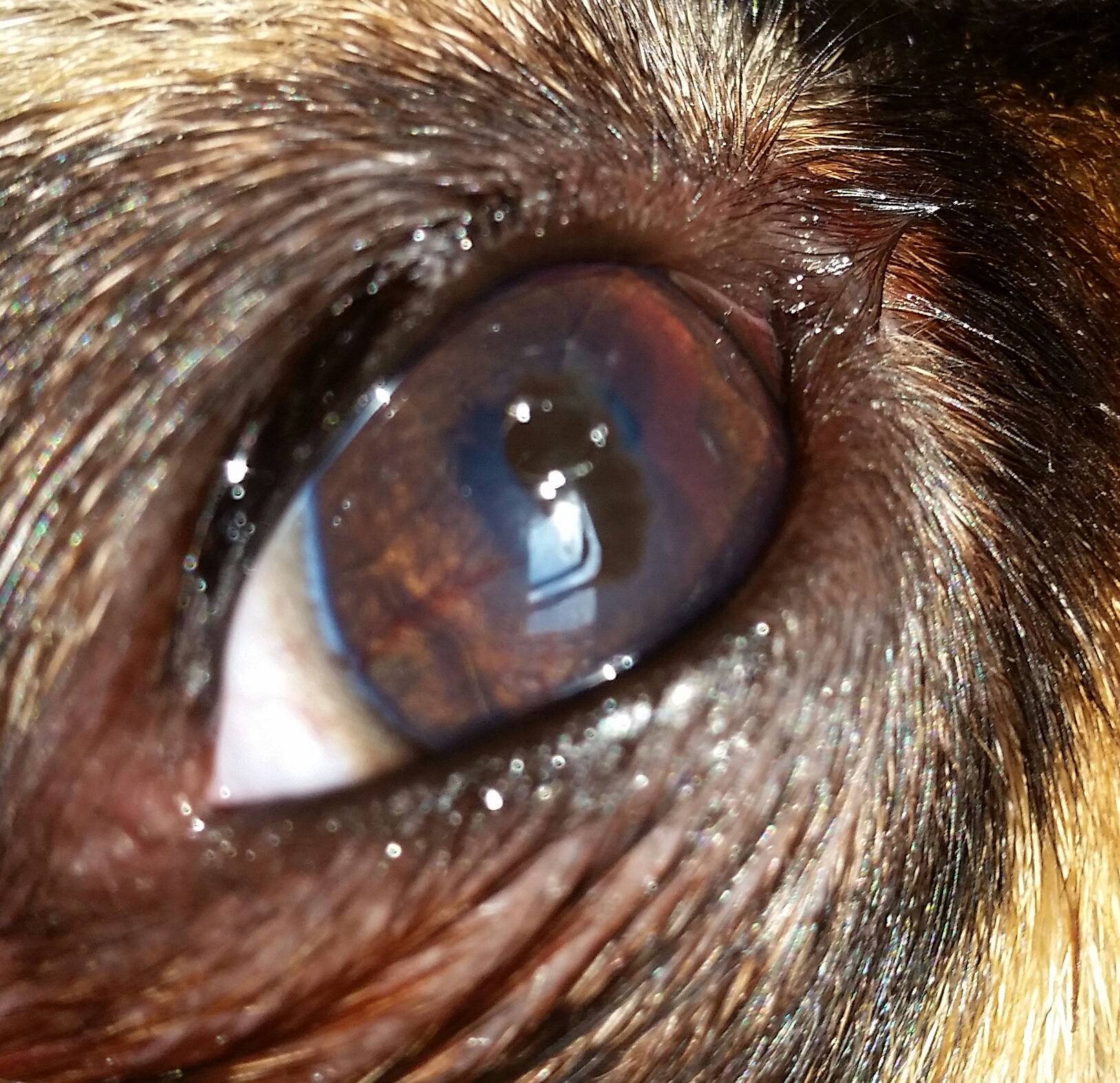 hund hat Fleck im Auge was ist das? (Augen, Flecken, braun)