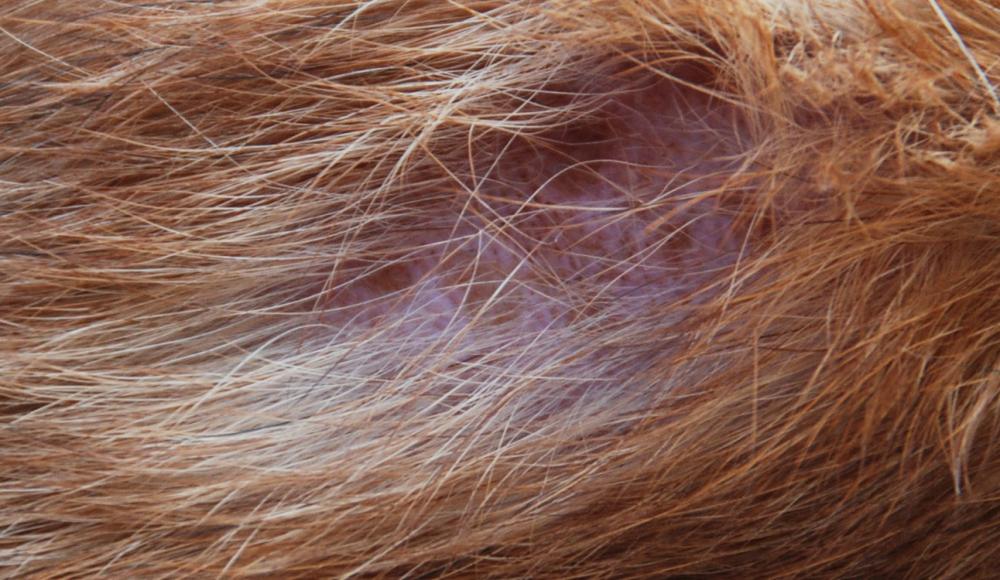 Hund mit Flecken auf der rechten Flanke