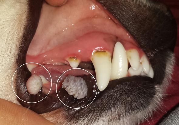 Hund hat Fremdgebilde auf der Mundschleimhaut (Tiere)