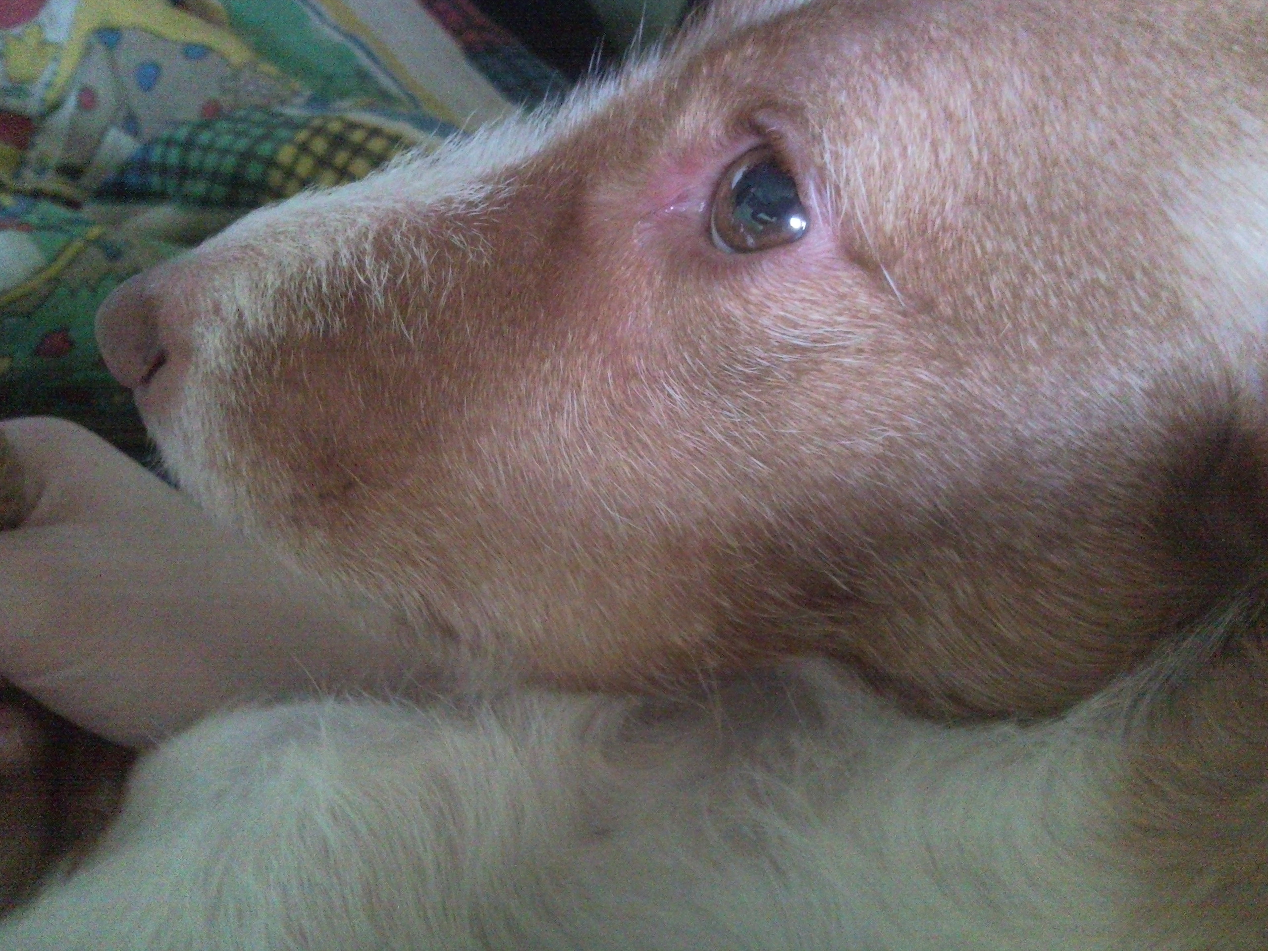Hund hat geschwollene Lefzen (Medizin, Tierarzt, angeschwollen)