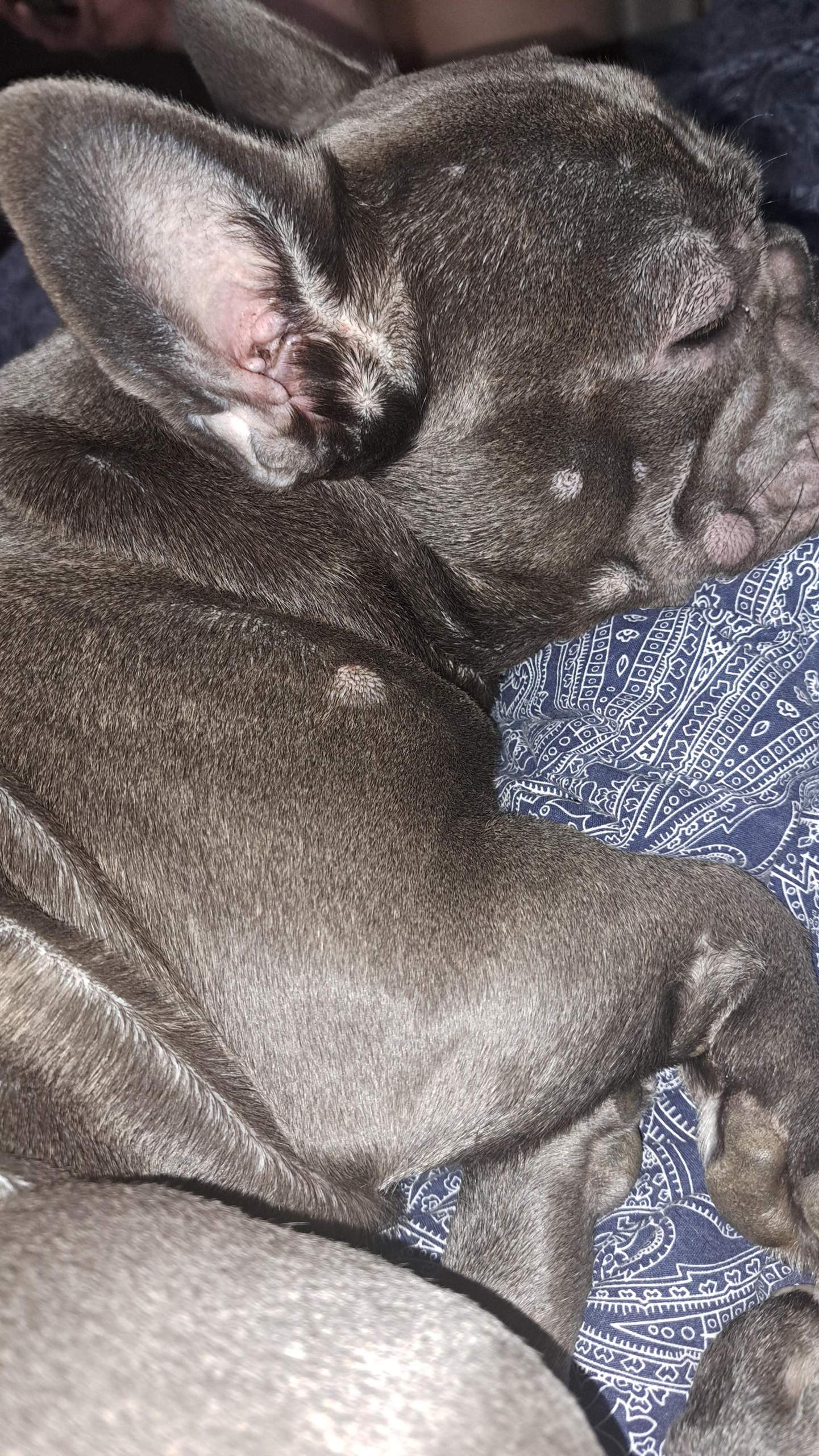 Hund hat geschwollene stellen? (Tierarzt, Tiermedizin, Tiergesundheit)