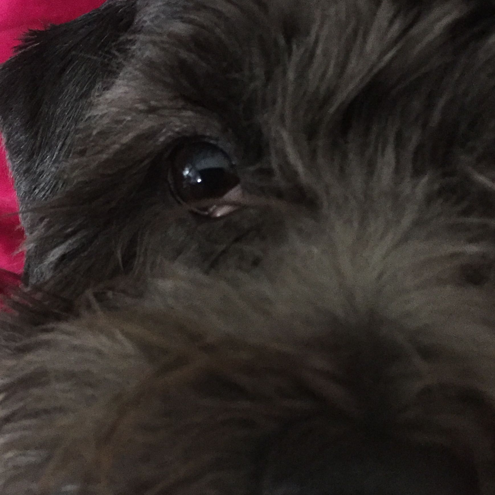 Hund hat geschwollenes Auge? (Augen, krank)