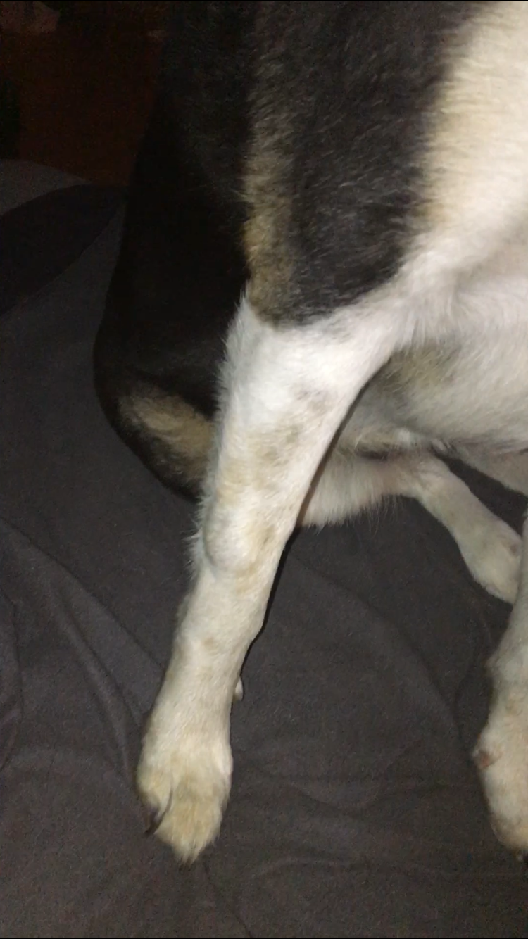 Hund hat Geschwür(oder erwas anderes) am Bein? (Gesundheit und Medizin
