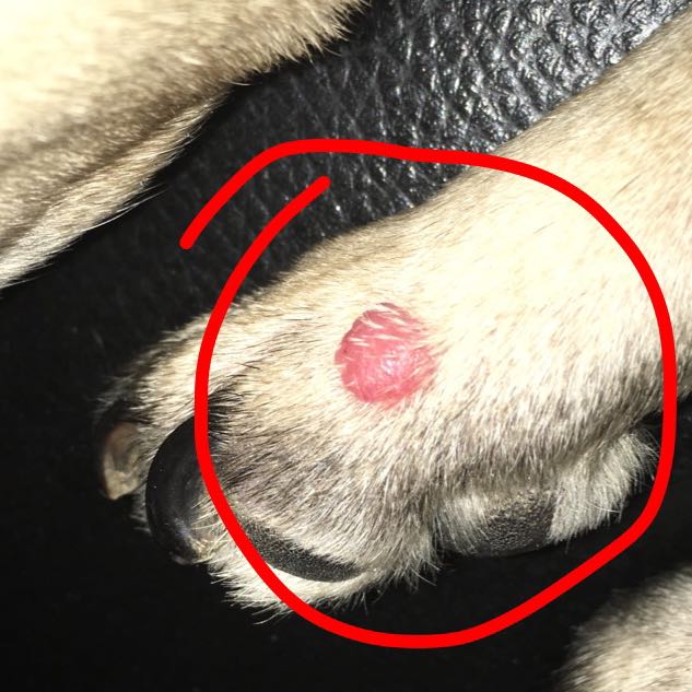 Hund hat gutartigen Tumor? (Leben, krank, Krebs)