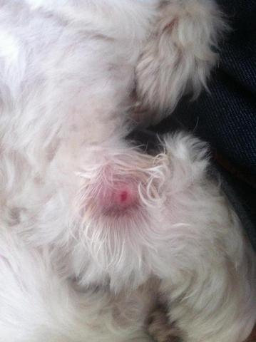 Hund hat ihrgendwas an seinem Bein/Pfote HILFE! (Arzt, Krankheit, Tierarzt)